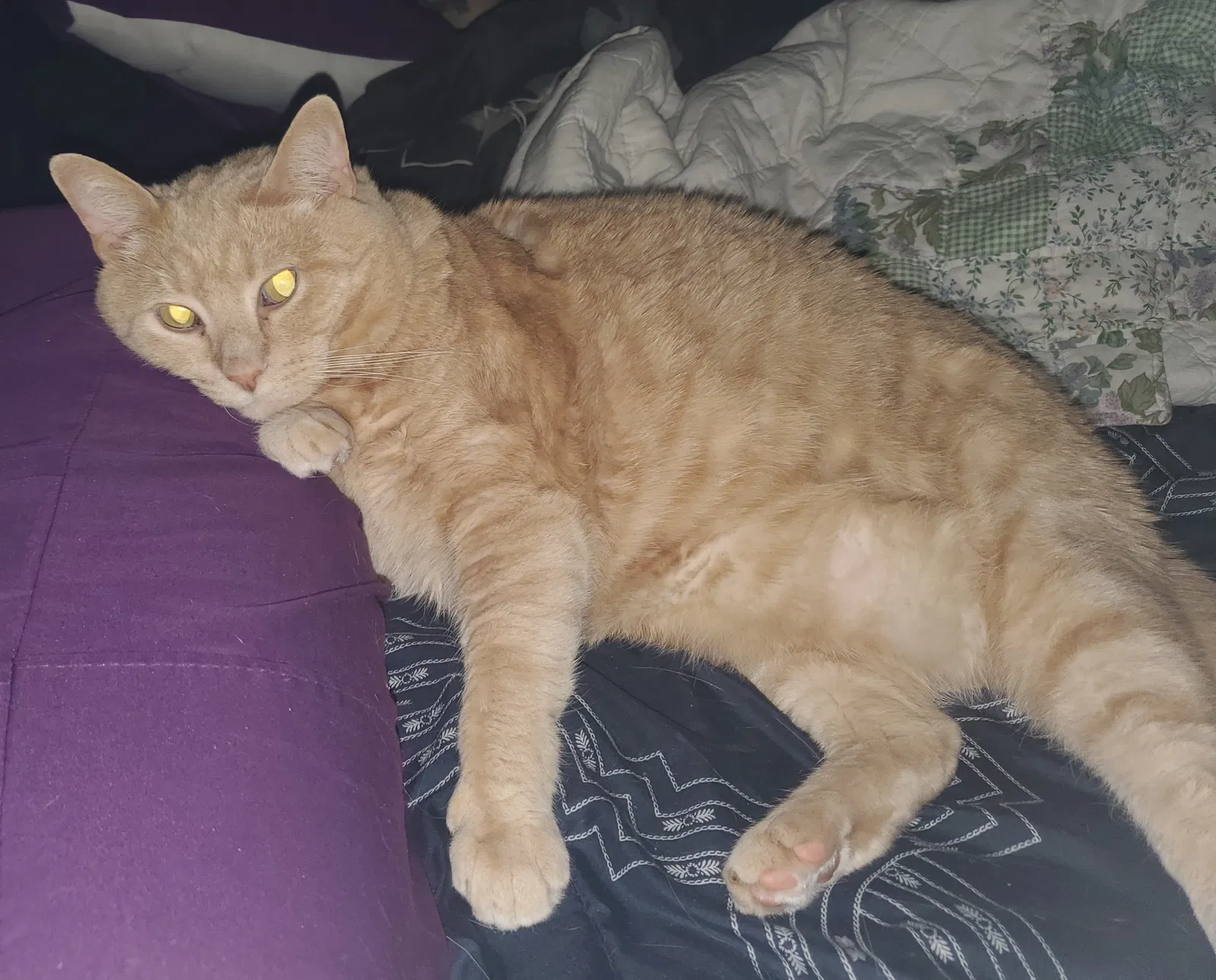 Lost cat in Spokane, WA, 99205