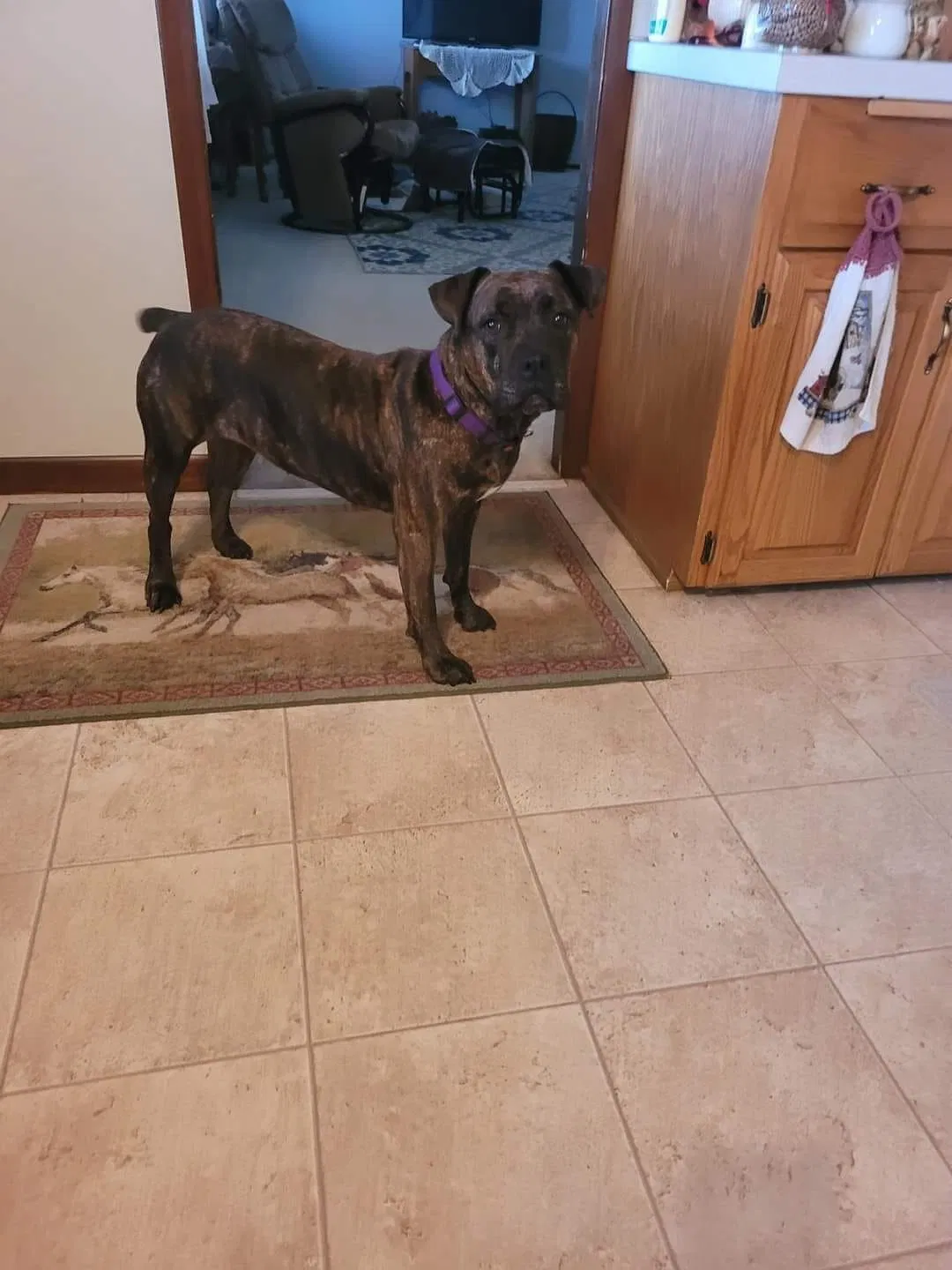 Lost dog in Appleton, WI, 54913