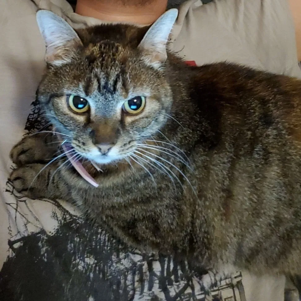 Lost cat in Fredericksburg, VA, 22408