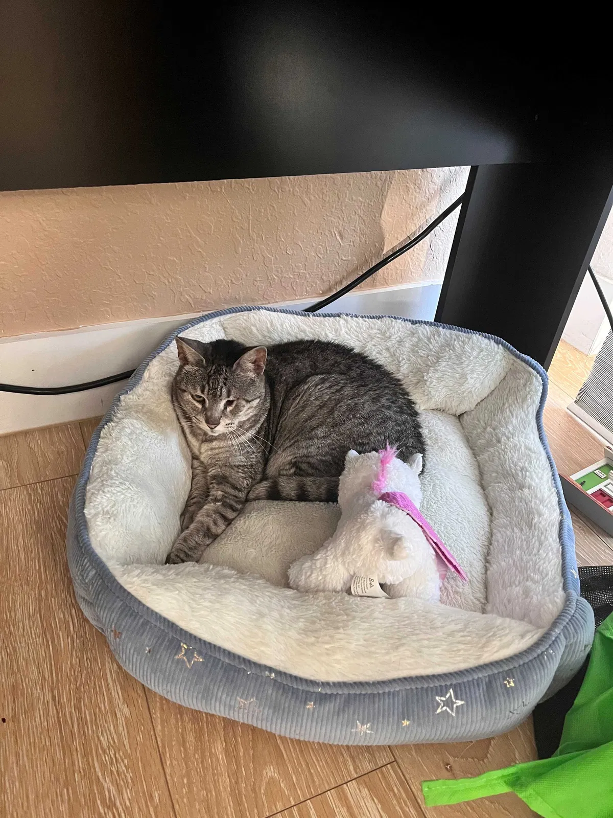 Lost cat in Miami, FL, 33193