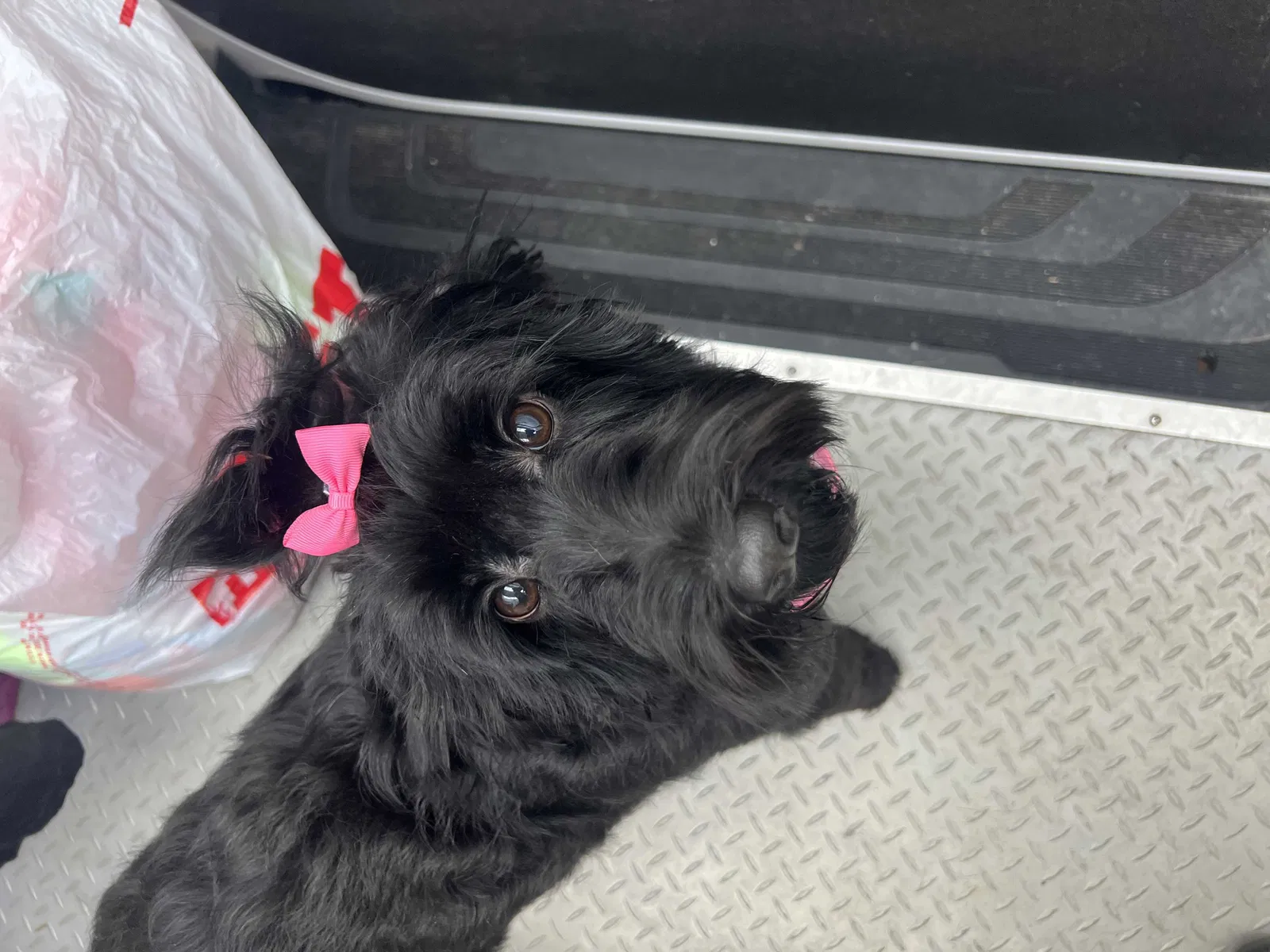 Lost dog in Sanford, FL, 32773