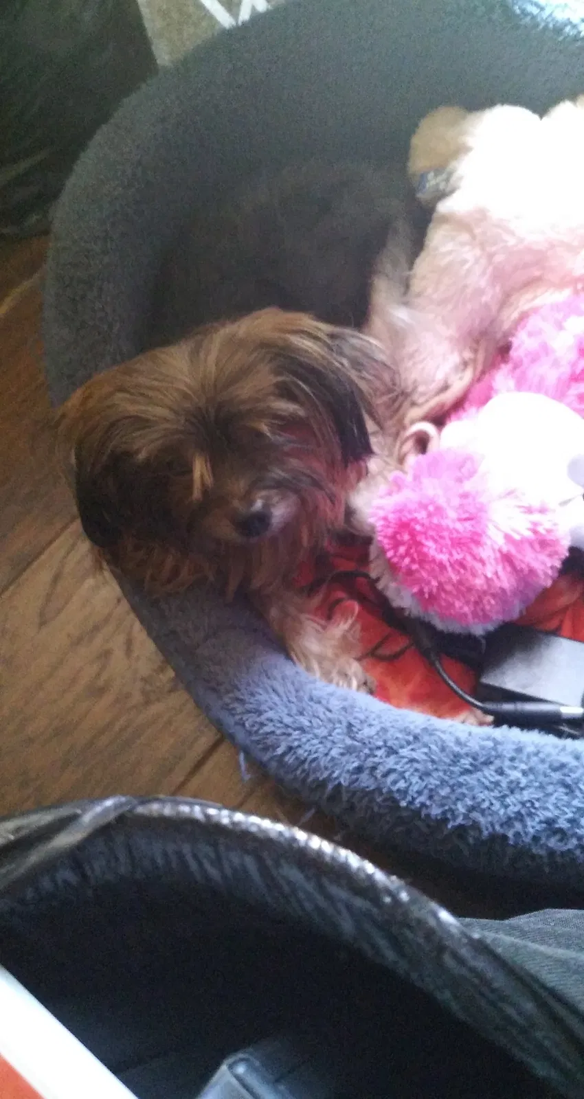 Lost dog in Clearwater, FL, 33765