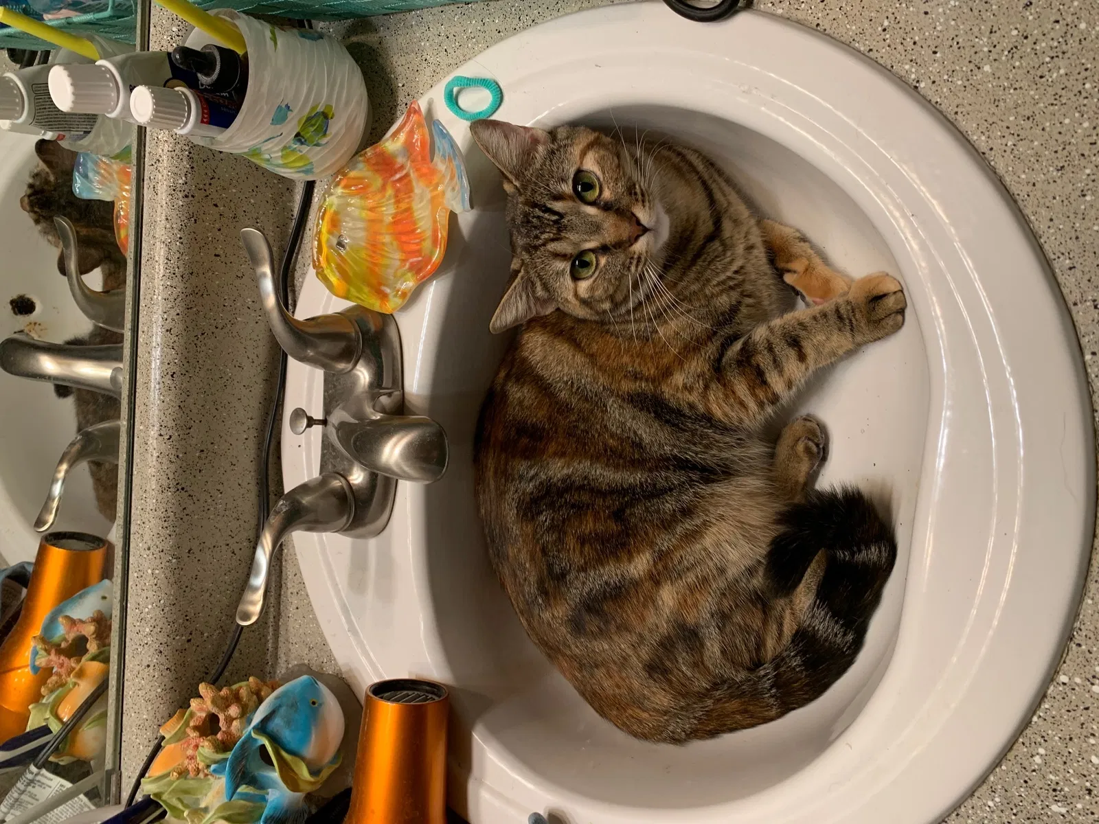 Lost cat in Dallas, TX, 75287