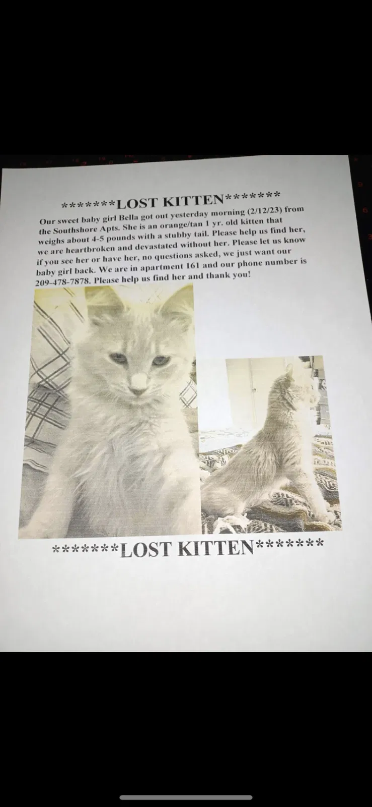 Lost cat in Stockton, CA, 95207