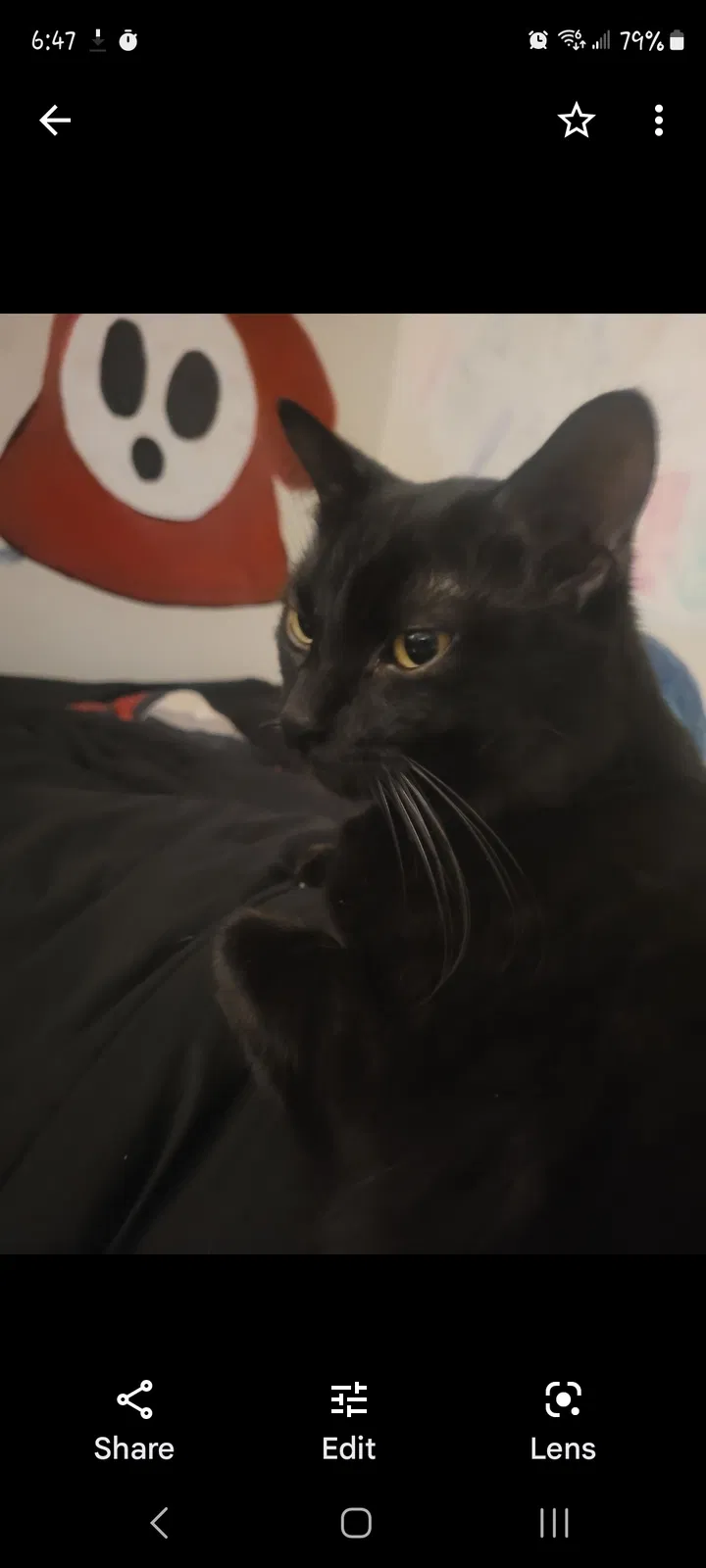 Lost cat in Oxford, OH, 45056
