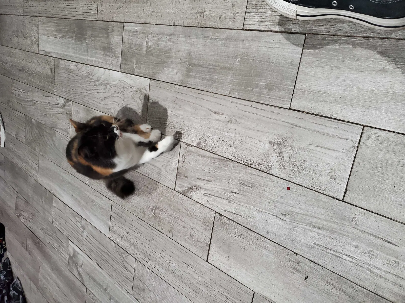Lost cat in Lakewood, CA, 90713