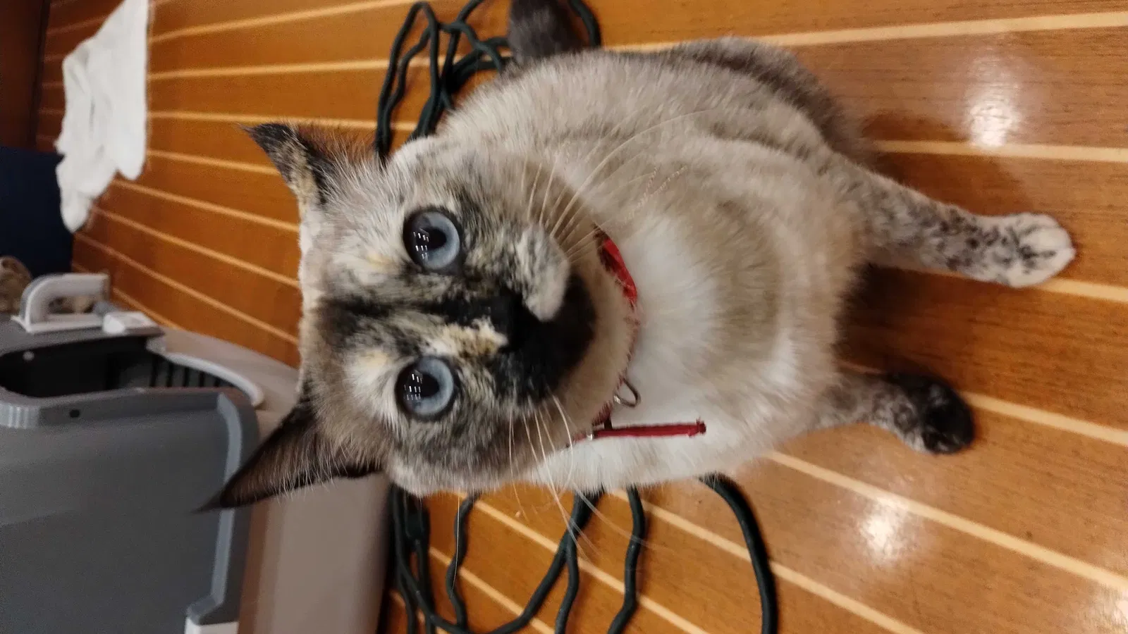 Lost cat in Seal Beach, CA, 90740