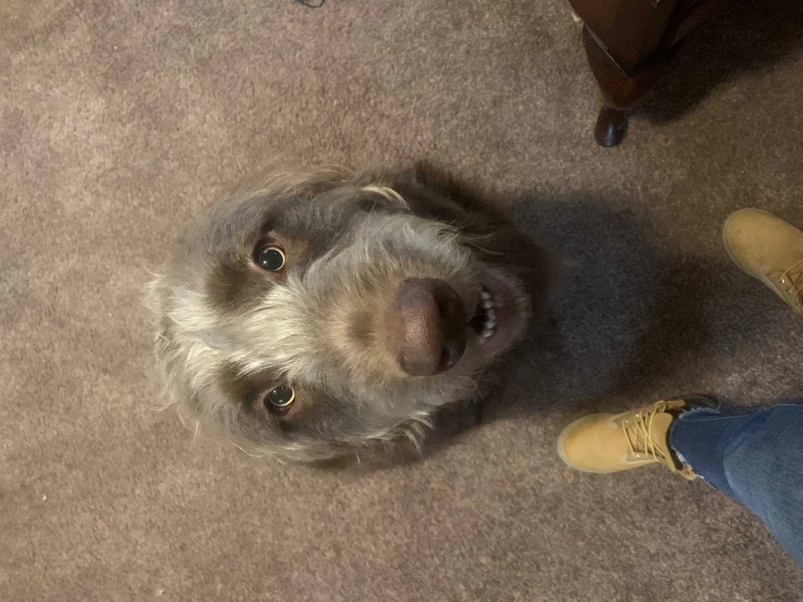 Lost dog in Lancaster, SC, 29720