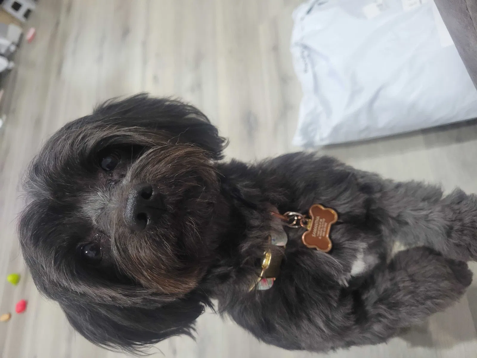 Lost dog in Yorba Linda, CA, 92887