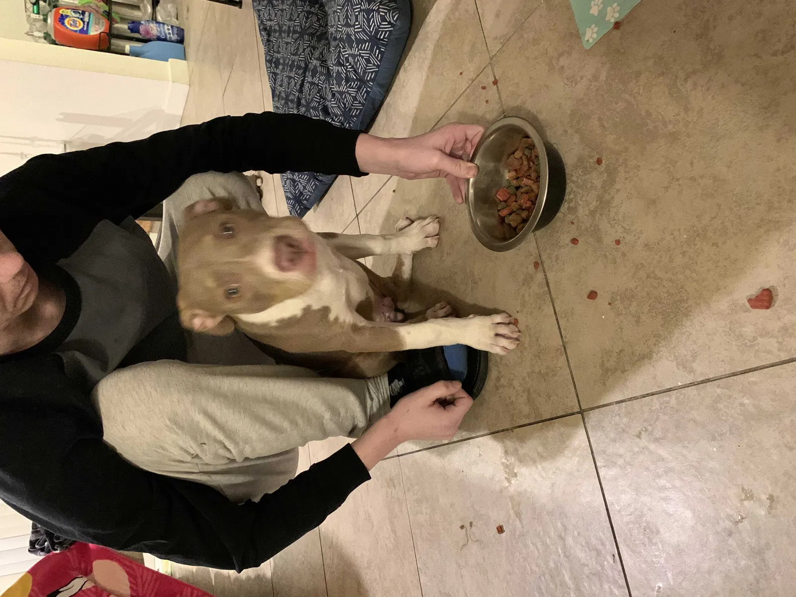 Found dog in Mesa, AZ, 85204