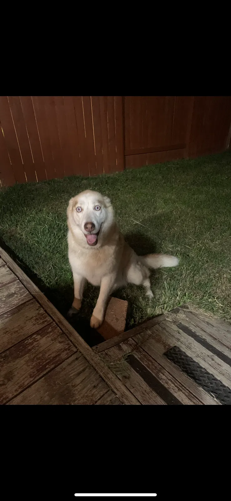 Lost dog in Houston, TX, 77034