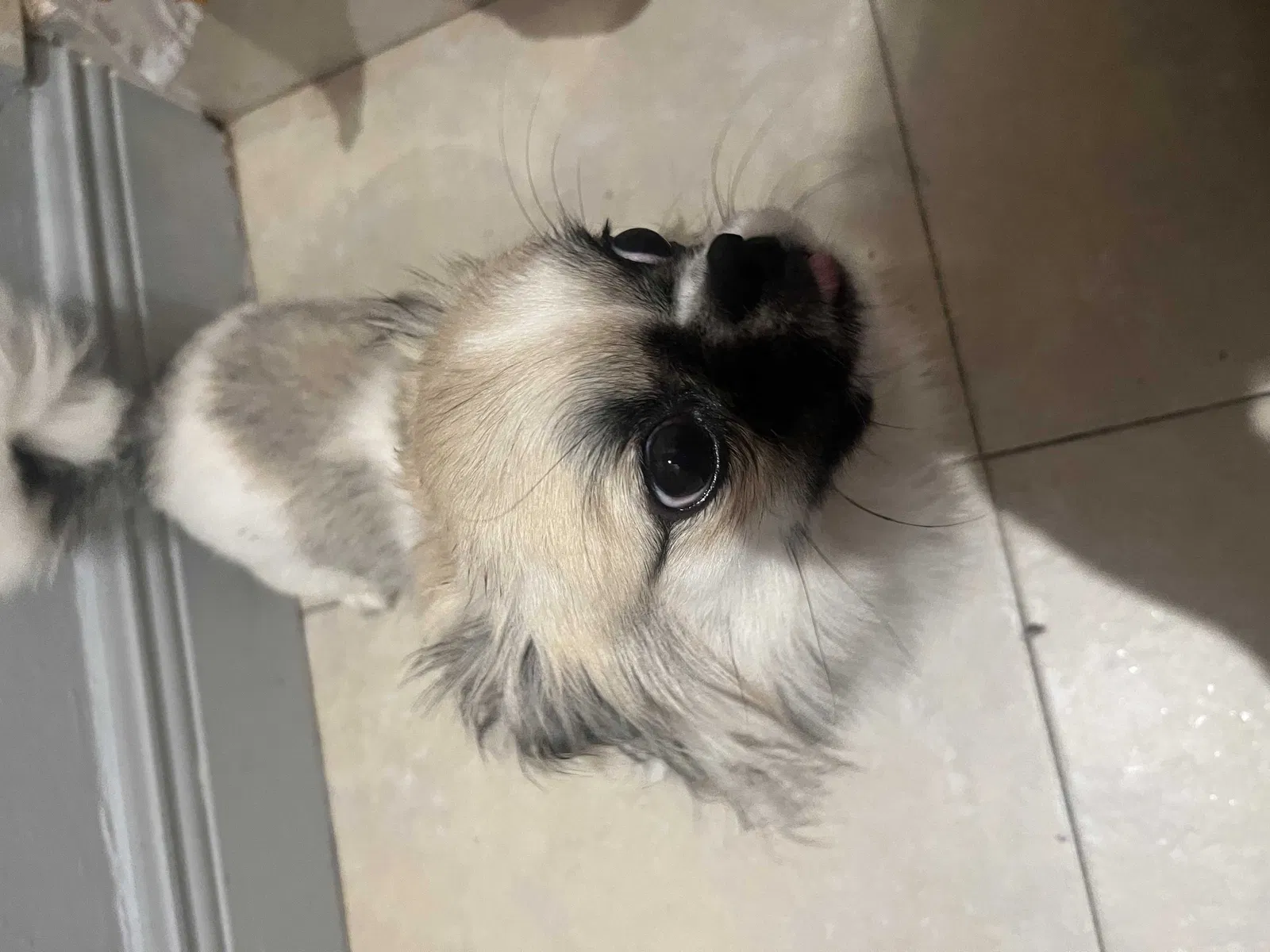 Lost dog in Miami, FL, 33186