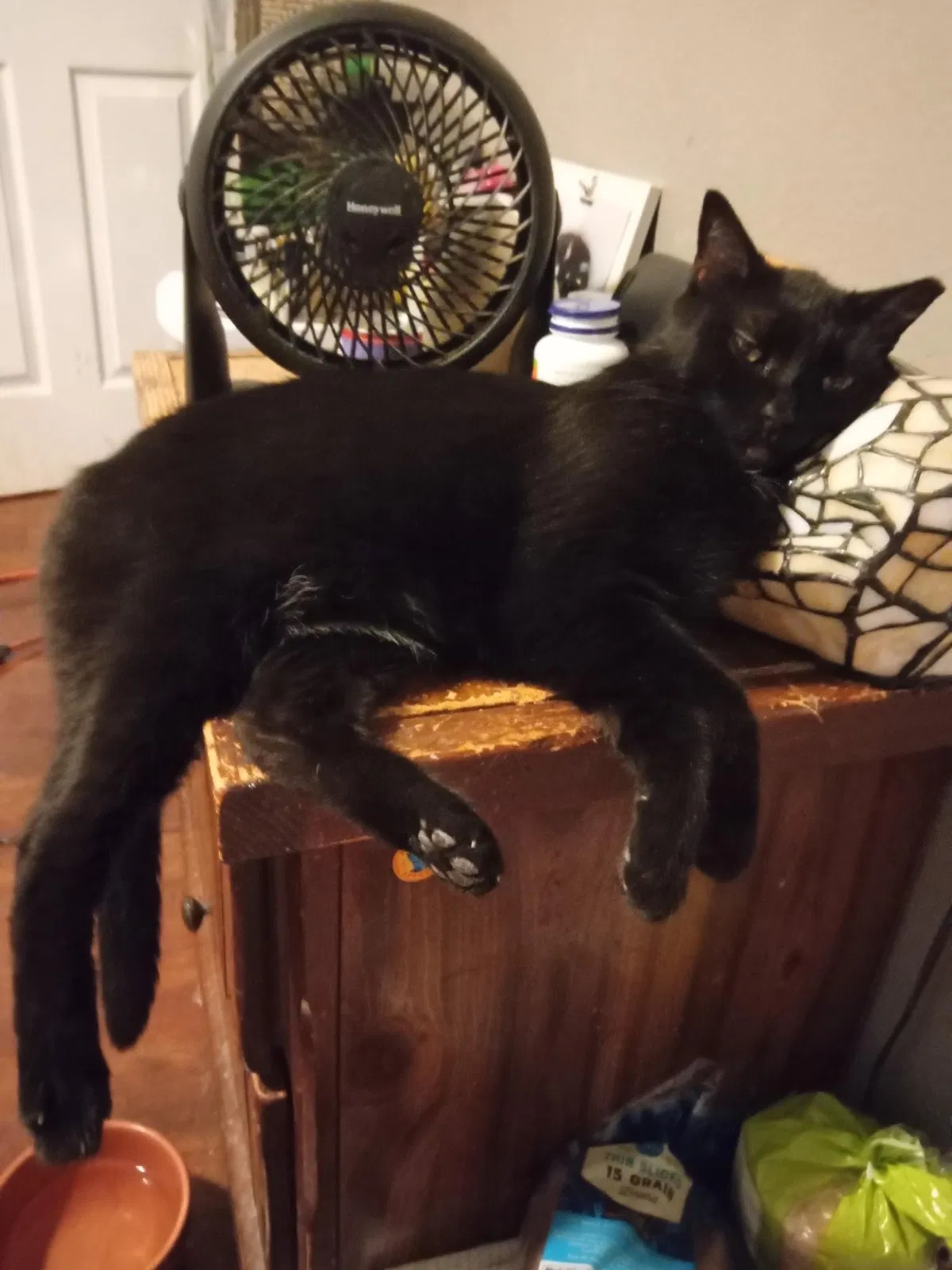Lost cat in Pittsburg, CA, 94565