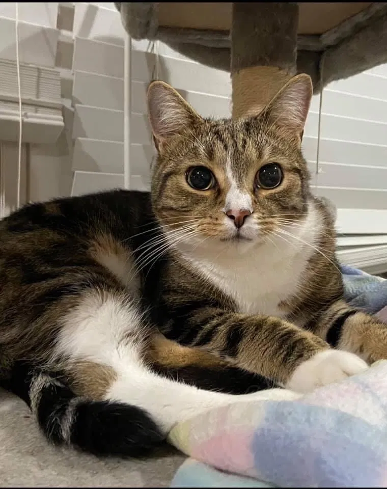 Lost cat in Lexington Park, MD, 20653