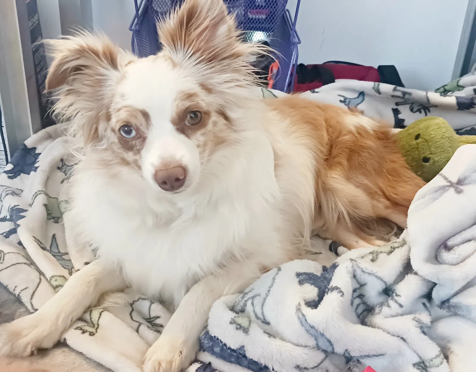 Lost dog in Albany, OR, 97322