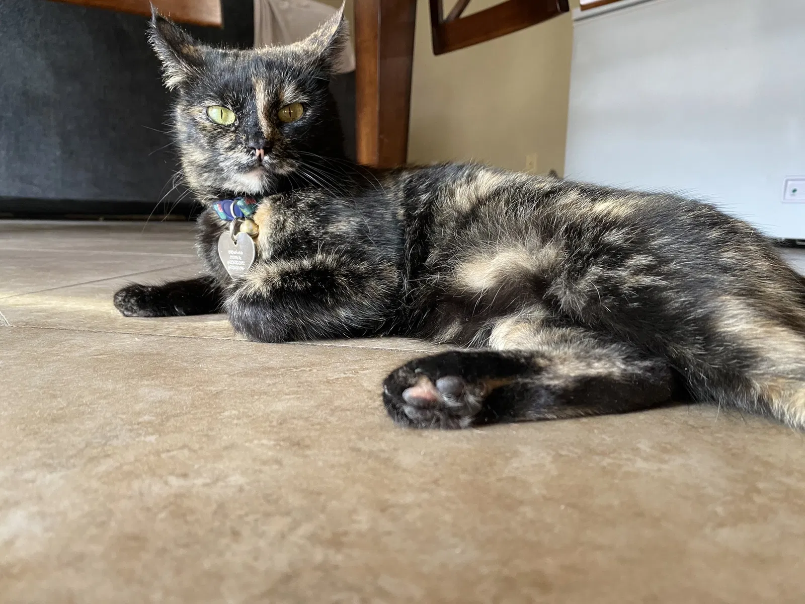 Lost cat in Phoenix, AZ, 85043