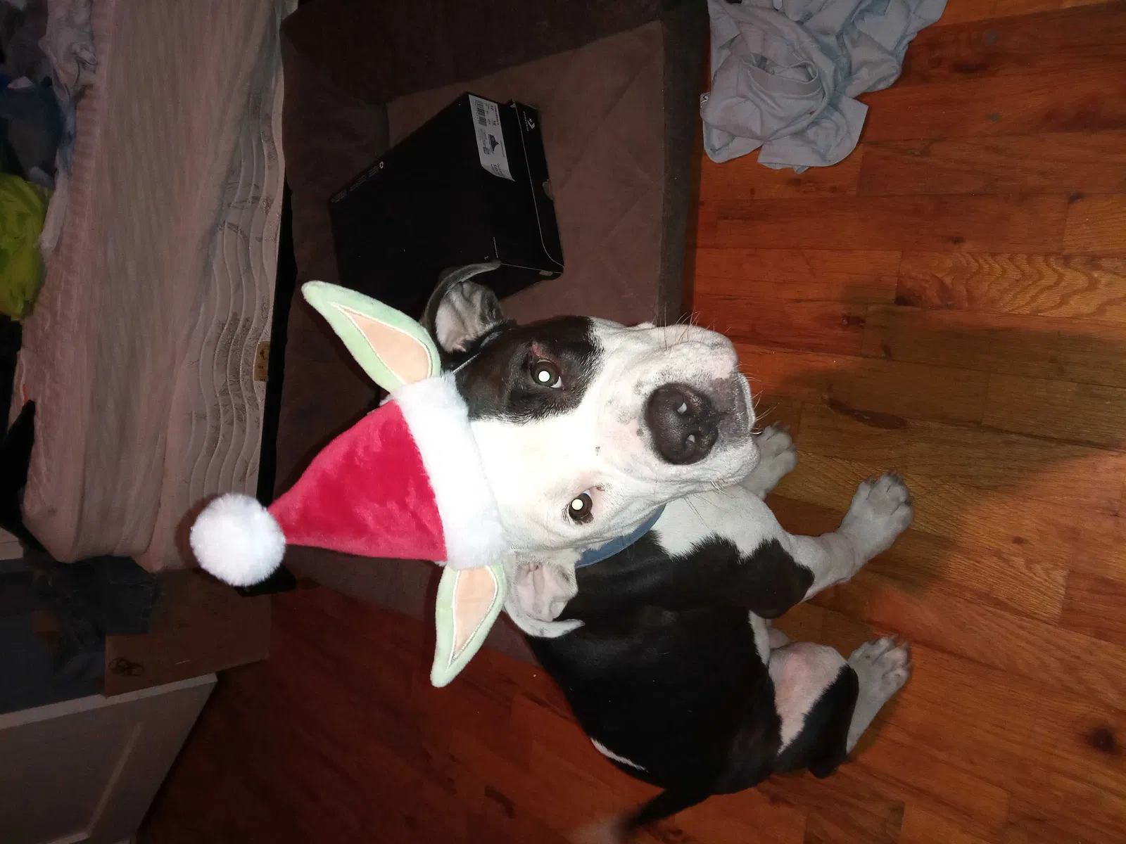 Lost dog in Wichita, KS, 67208