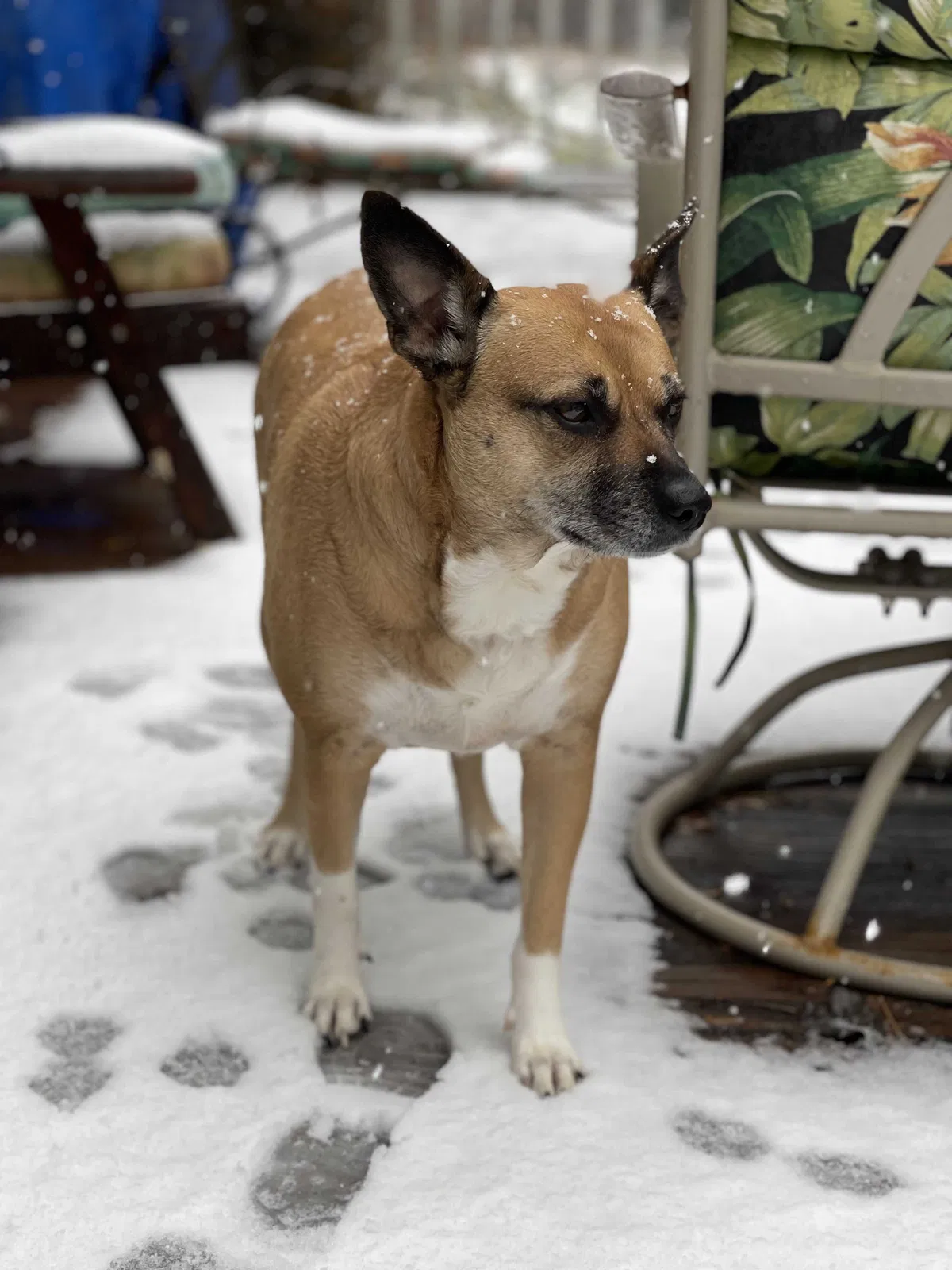 Lost dog in Athens, GA, 30606