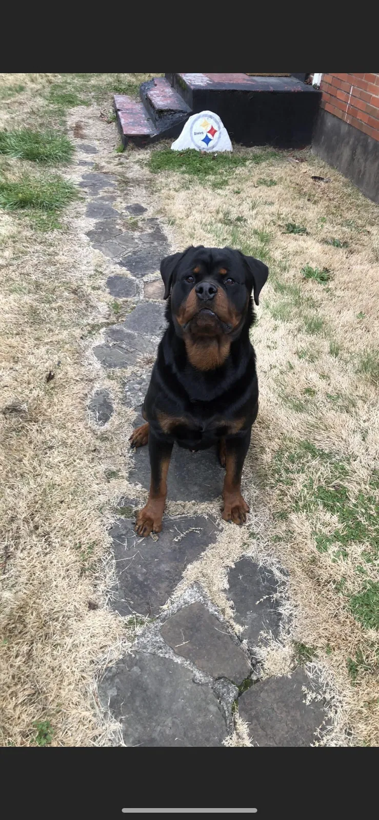 Lost dog in Welch, WV, 24801