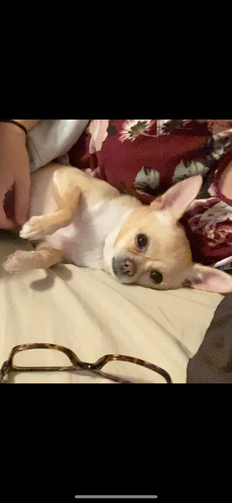 Lost dog in Salt Lake City, UT, 84120