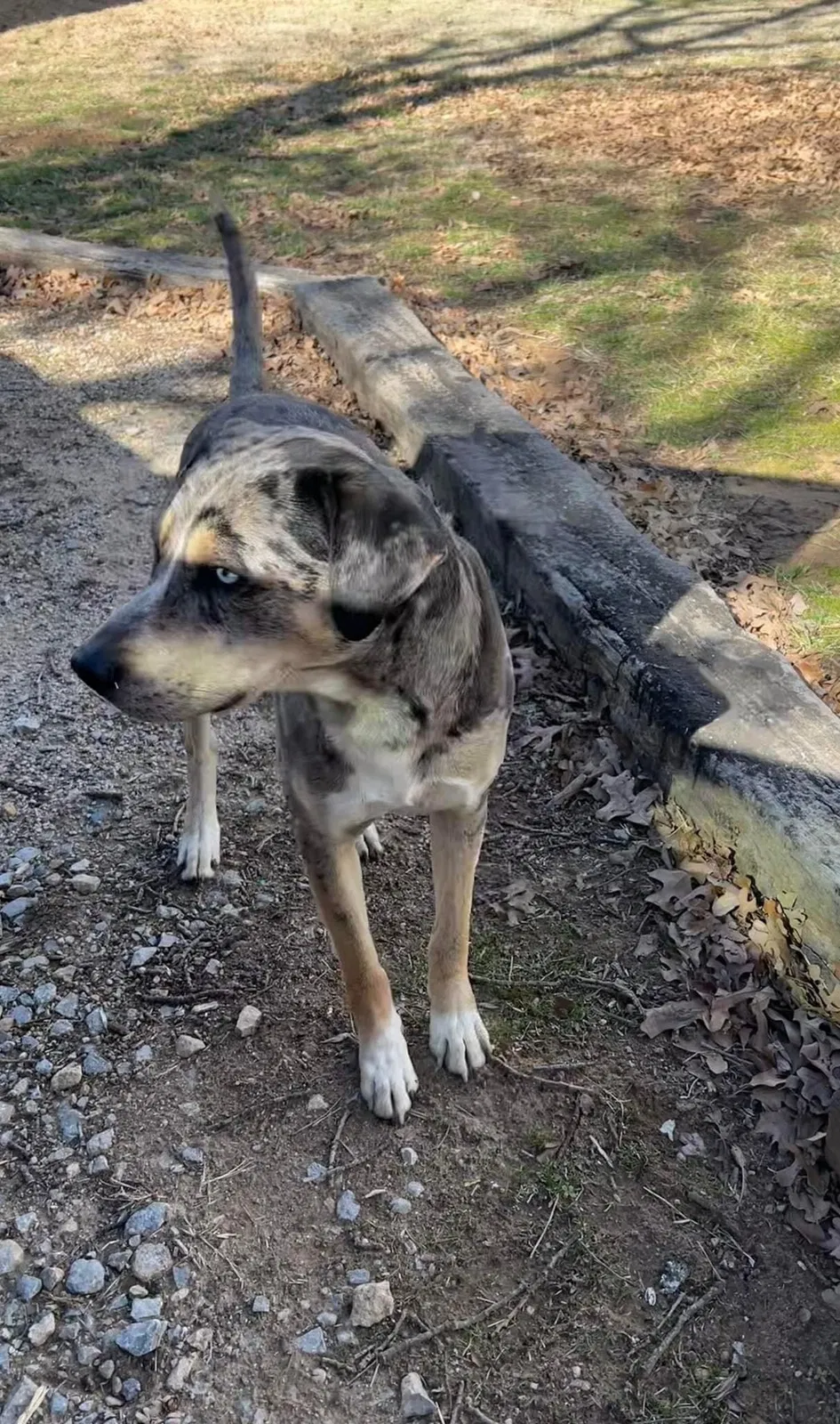 Found dog in Pawnee, OK, 74058