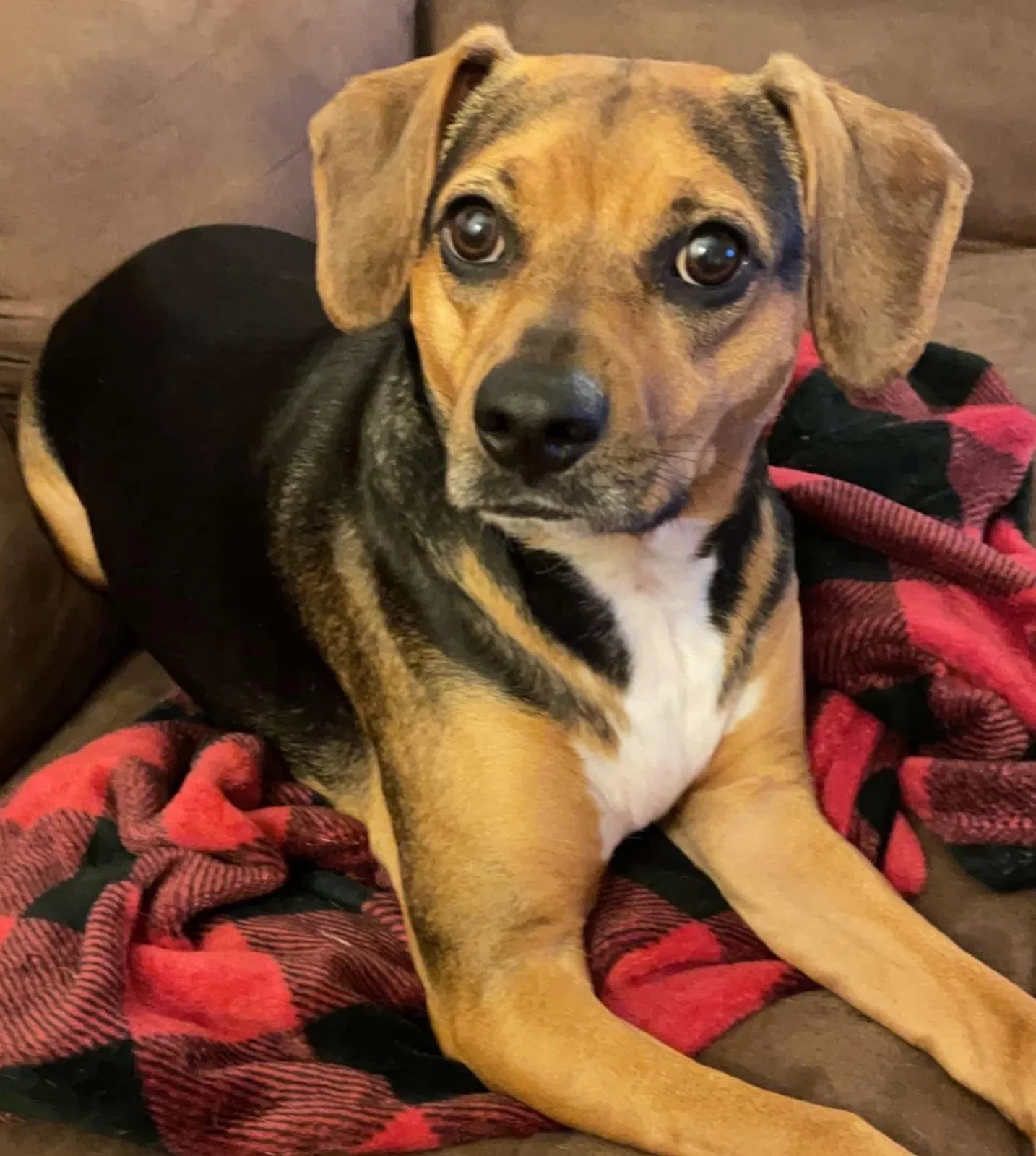 Lost dog in Liberty, MO, 64068