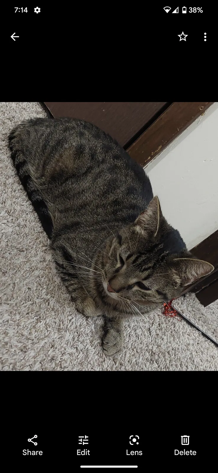 Lost cat in Des Moines, IA, 50310