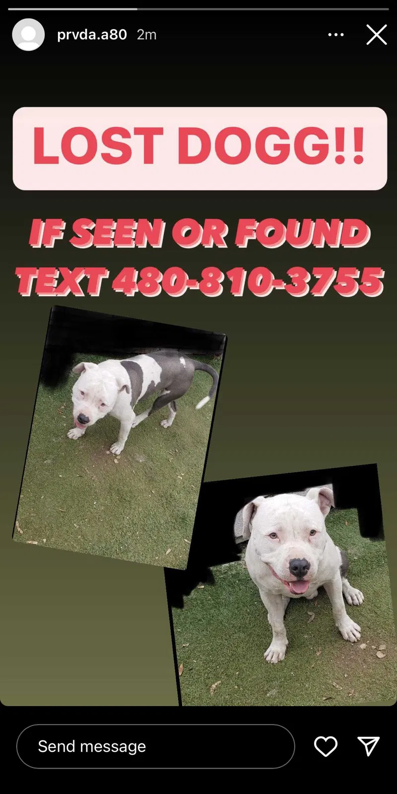 Lost dog in Phoenix, AZ, 85041