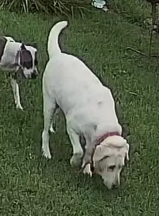 Lost dog in Brownsville, TX, 78521