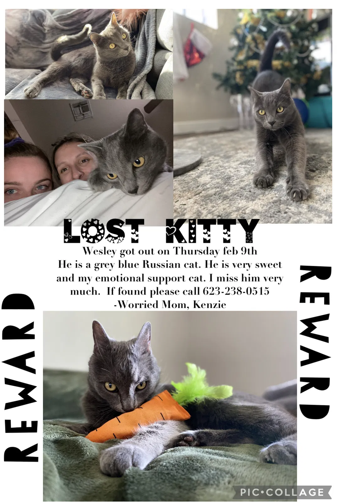 Lost cat in Peoria, AZ, 85383
