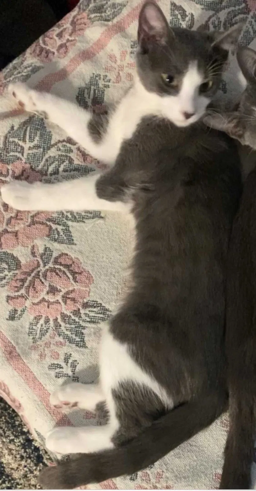 Lost cat in Okeechobee, FL, 34972