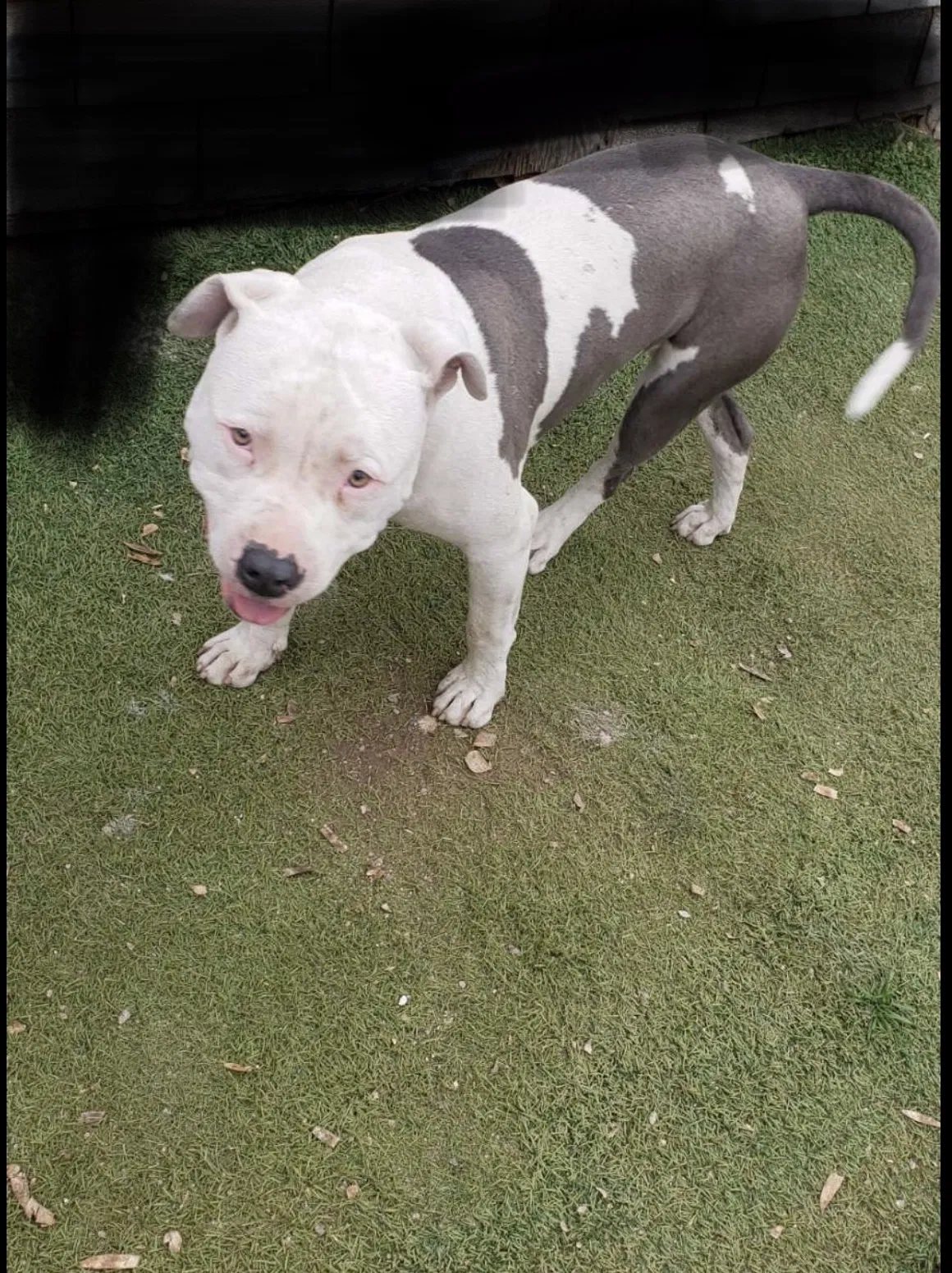 Lost dog in Phoenix, AZ, 85041