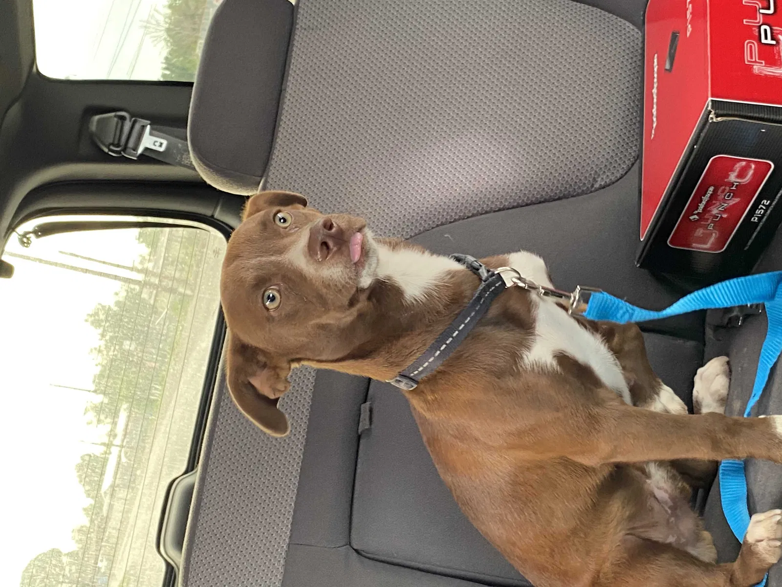 Lost dog in El Paso, TX, 79928