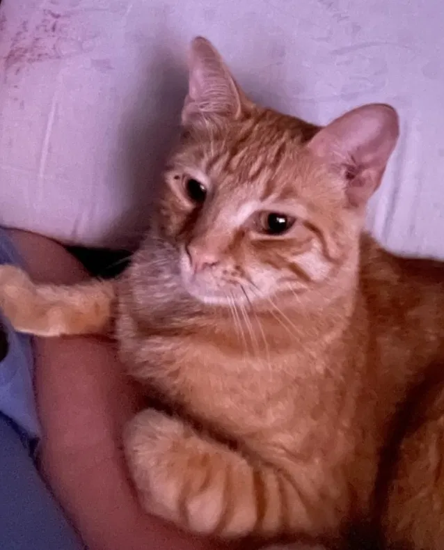 Lost cat in Hollywood, SC, 29449