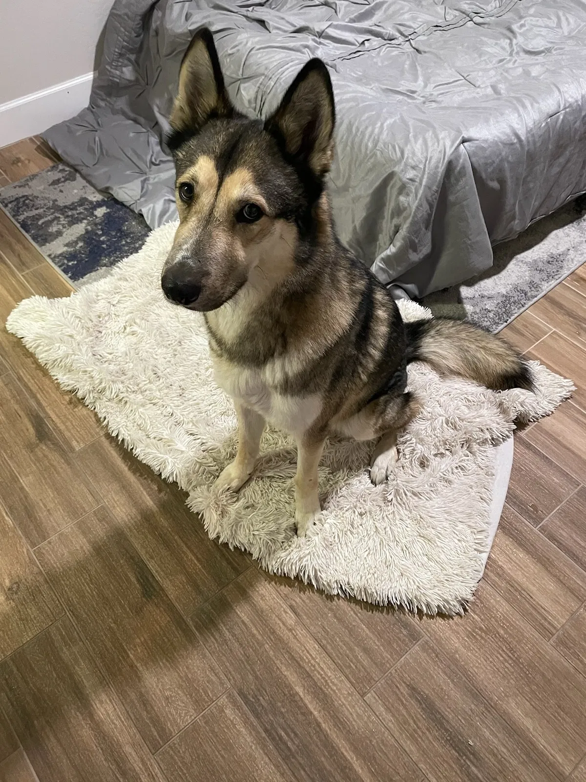 Found dog in Phoenix, AZ, 85024