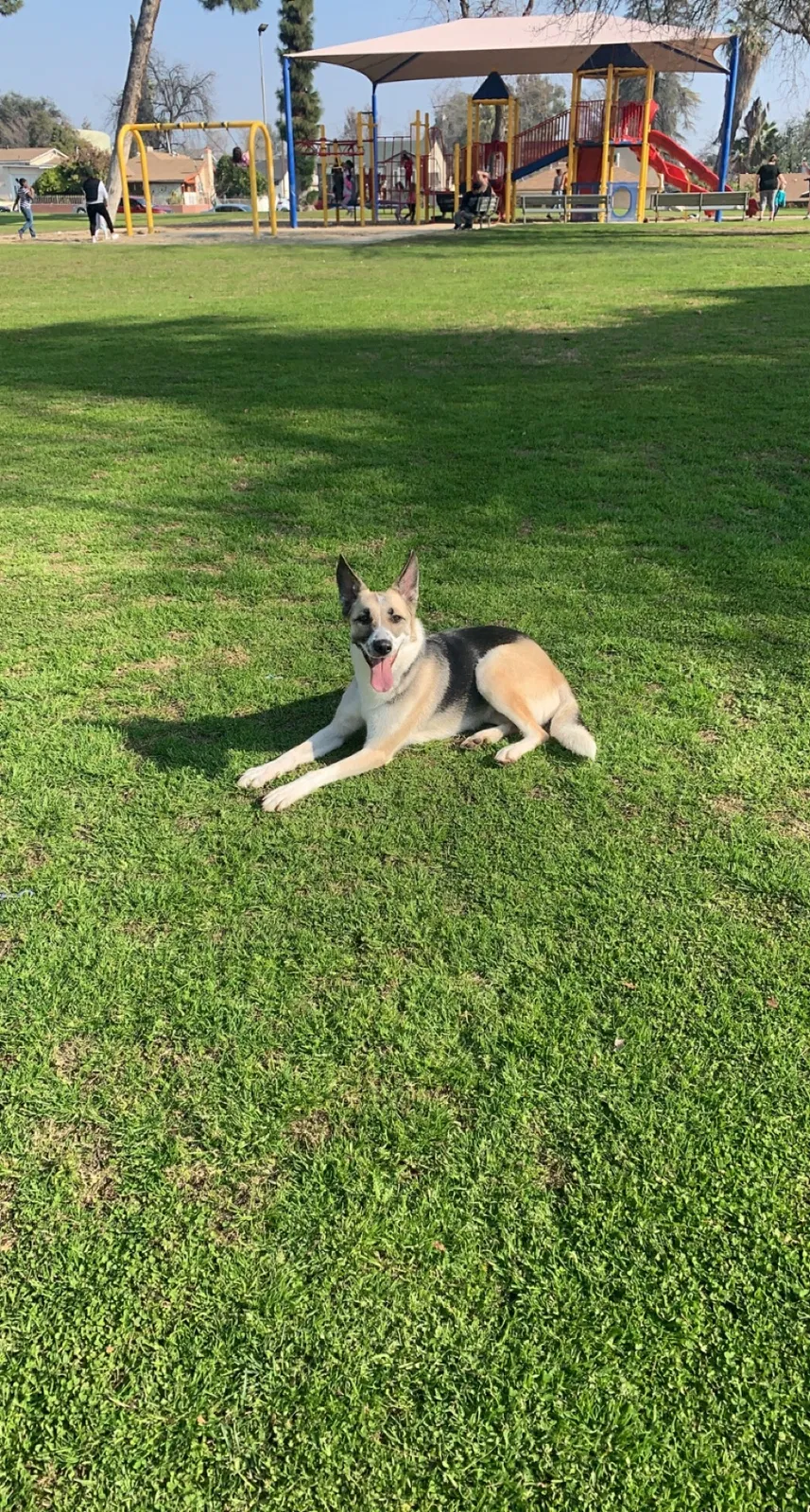 Lost dog in Bakersfield, CA, 93307