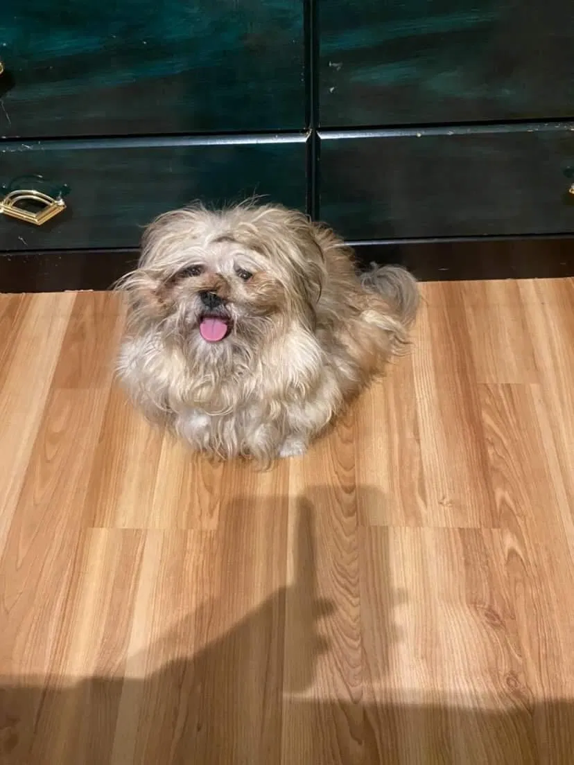 Lost dog in Baltimore, MD, 21215