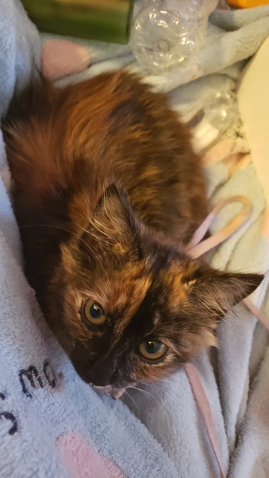 Lost cat in Los Angeles, CA, 90065
