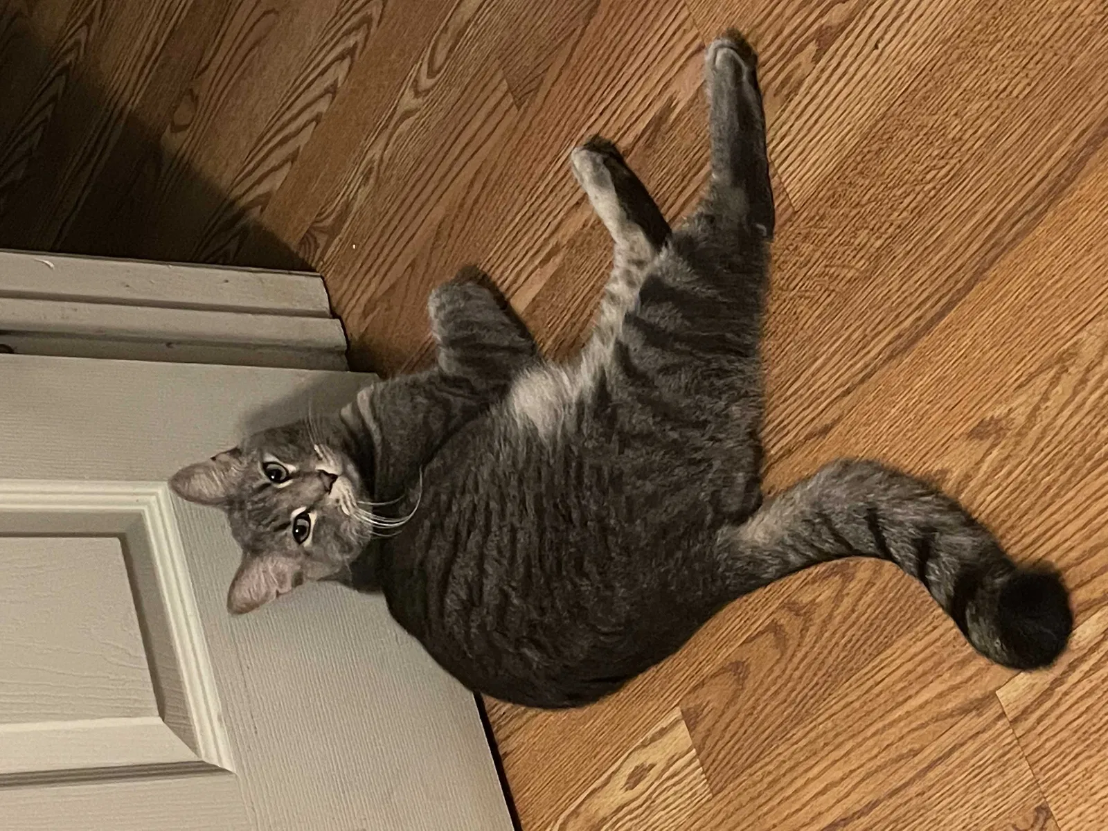 Lost cat in Riverside, CA, 92504