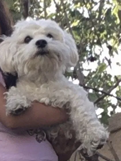 Lost dog in Rancho Cucamonga, CA, 91739