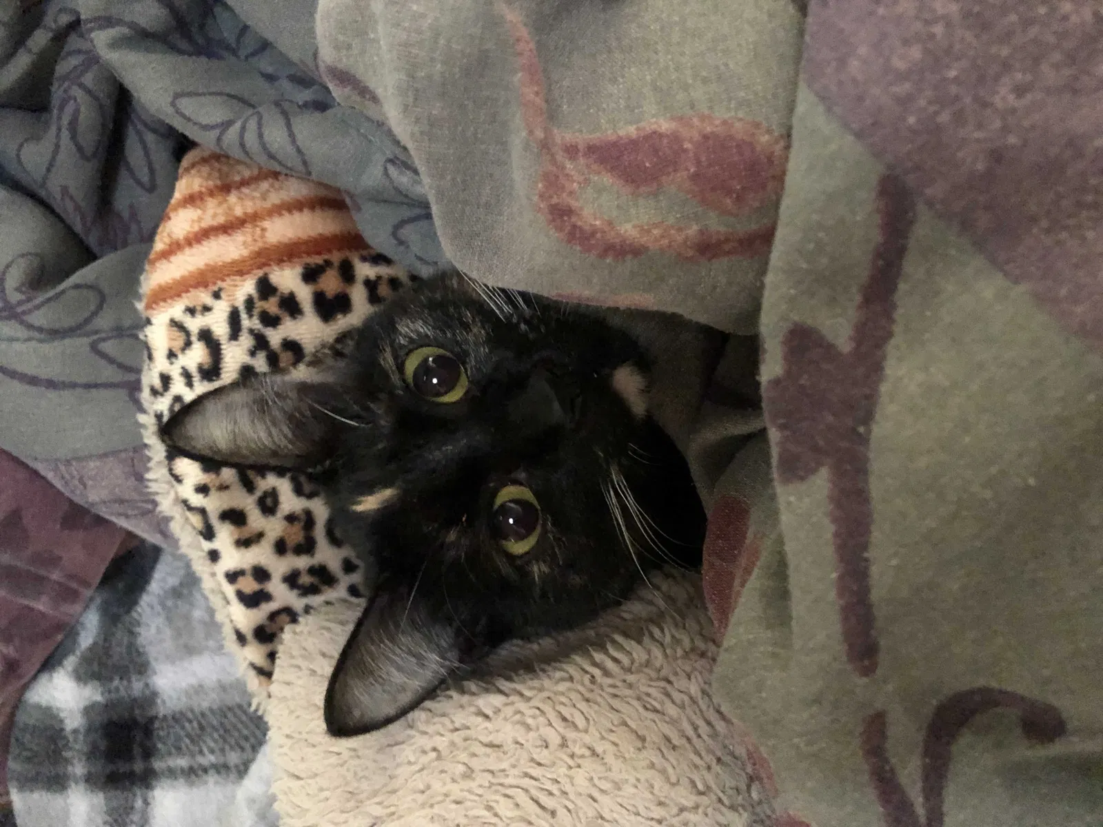 Lost cat in Oceanside, CA, 92057