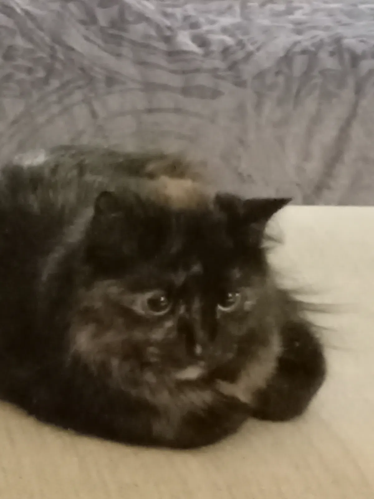 Lost cat in Denver, CO, 80223