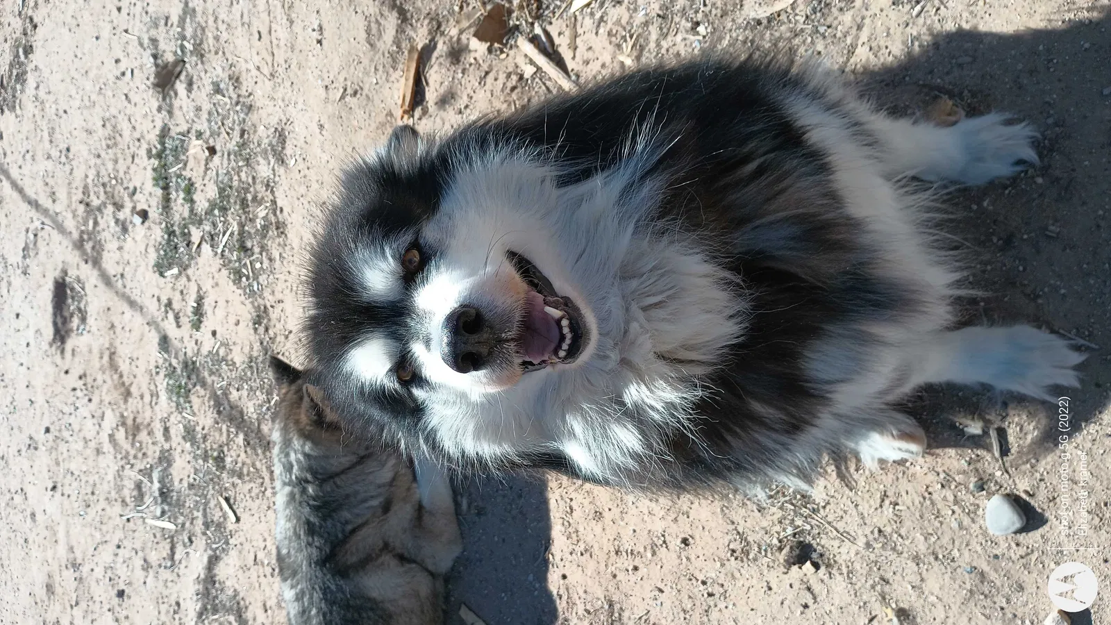 Lost dog in Albuquerque, NM, 87106