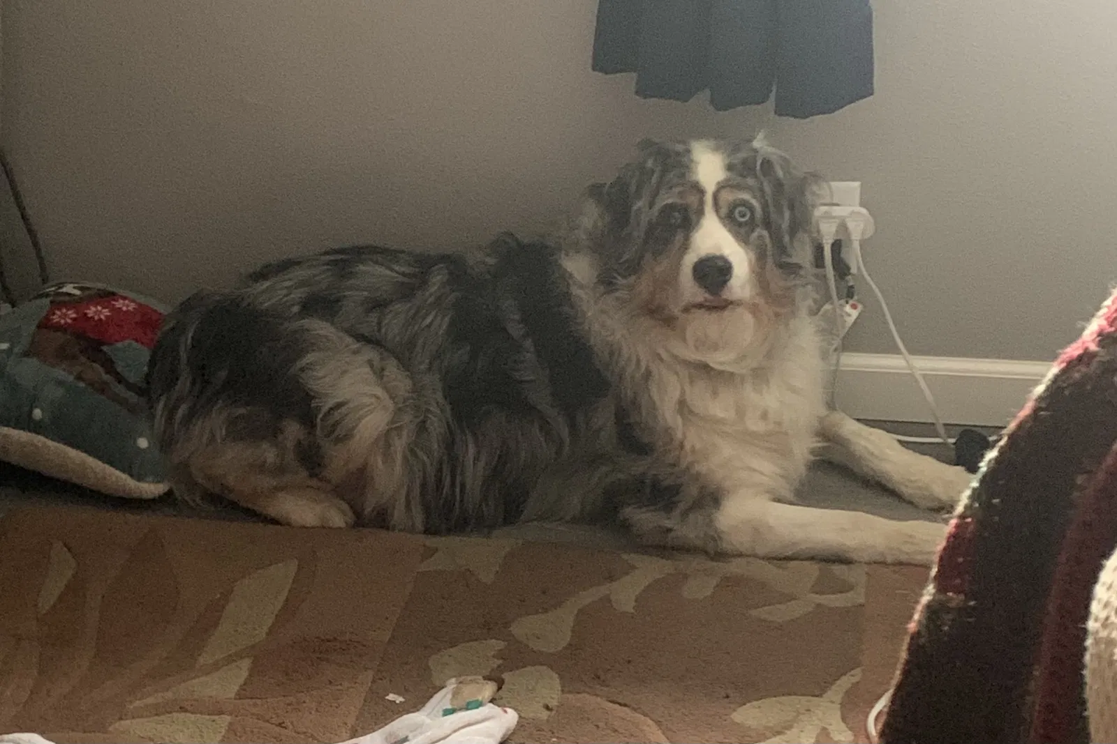Lost dog in Salem, OR, 97305