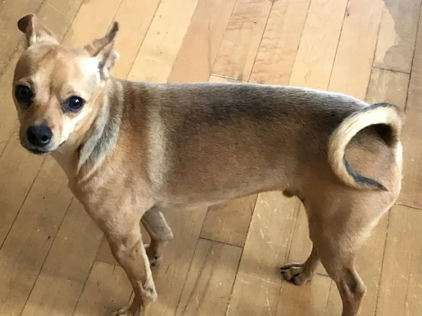 Lost dog in Greeley, CO, 80634