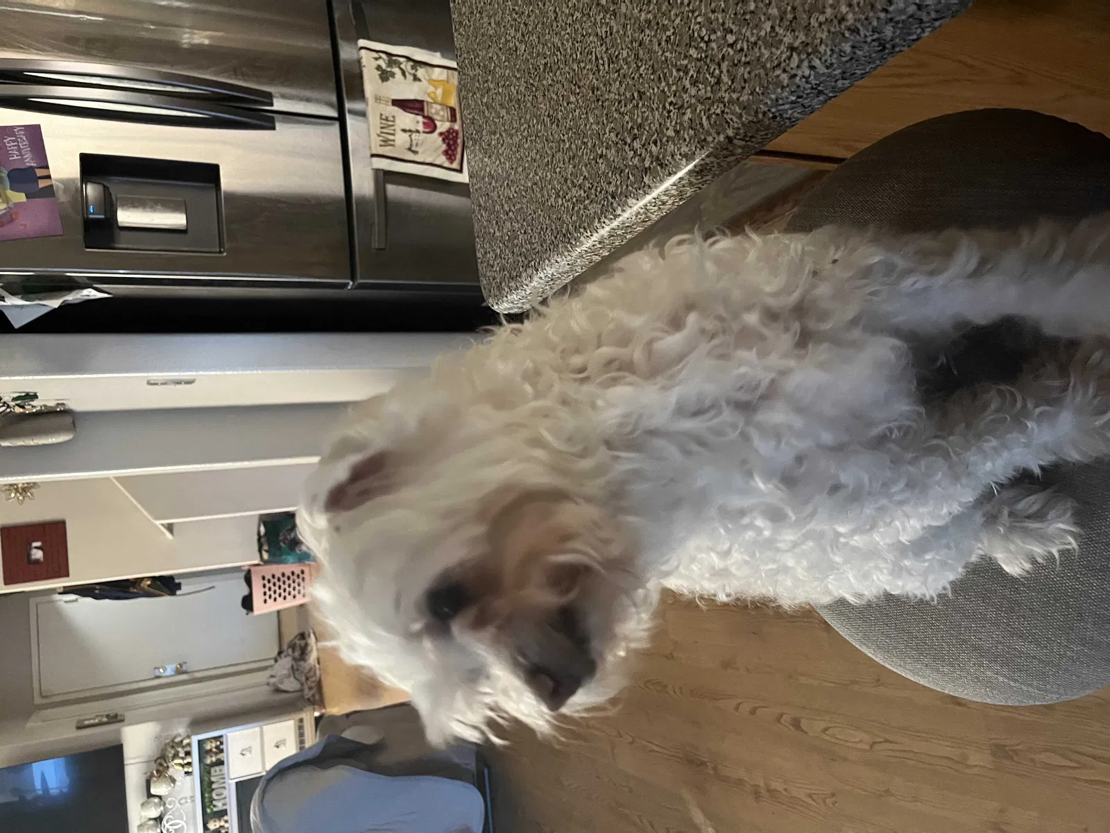 Lost dog in Las Vegas, NV, 89156