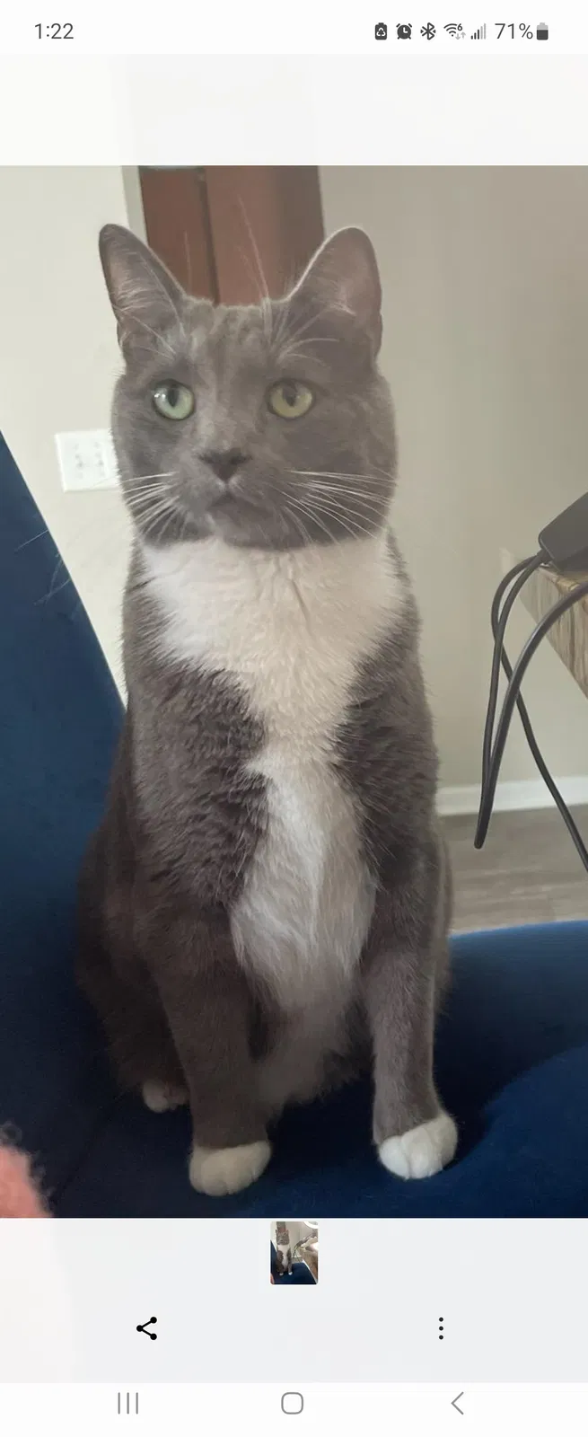 Lost cat in Atlanta, GA, 30331