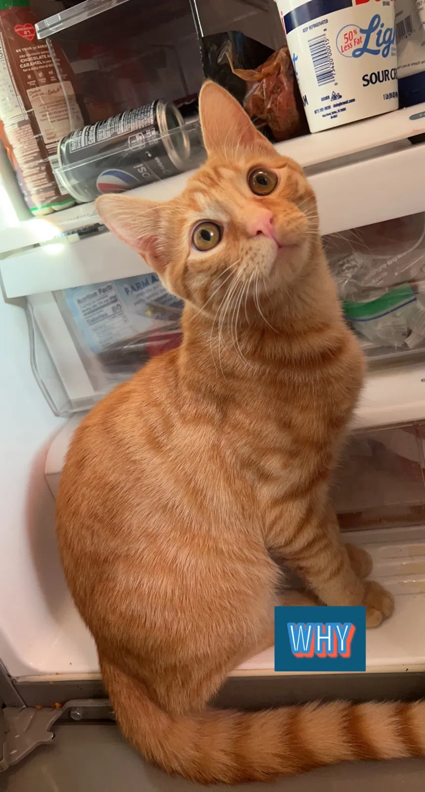 Lost cat in Cleveland, OH, 44144