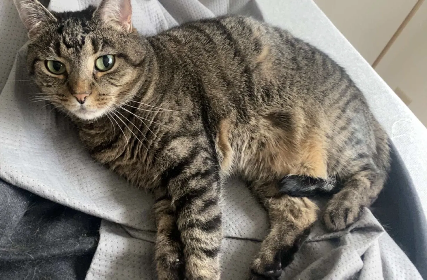 Lost cat in Fishers, IN, 46037