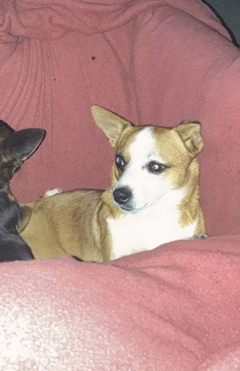 Lost dog in Lagrange, GA, 30240